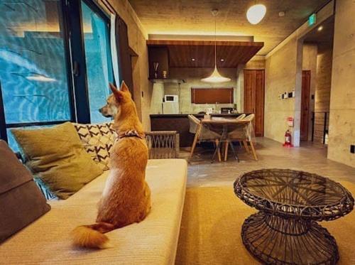 a cat sitting on a couch in a living room at RYUKYU BREEZE 1棟貸し 天然ビーチまで徒歩30秒 プライベートプール付きVilla 北部 in Nago
