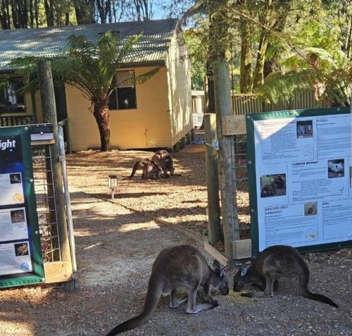 Afbeelding uit fotogalerij van Fauna Australia Wildlife Experience in Lavers Hill