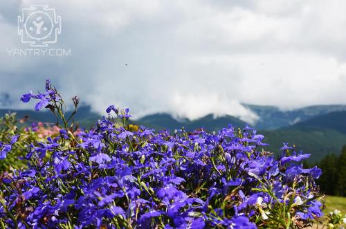 a bunch of purple flowers with mountains in the background at Янтри in Dragobrat