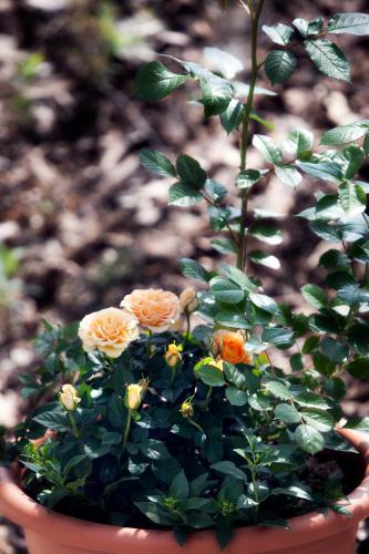 a potted plant with orange flowers in a pot at Hotel Restaurant Anna in Schnelldorf