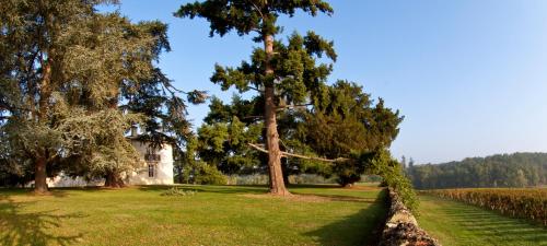 a tree in the middle of a grassy field at Les Secrets Château Pey La Tour in Salleboeuf