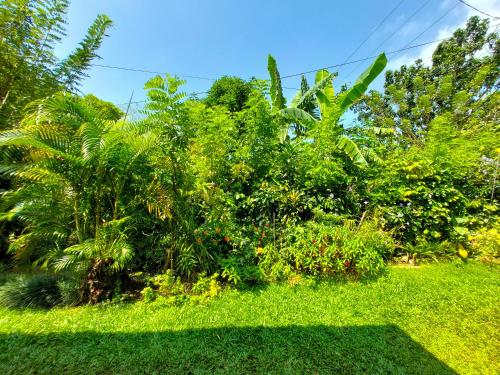 een groep bomen en planten in een tuin bij Golden Breeze Villa Bentota in Beruwala