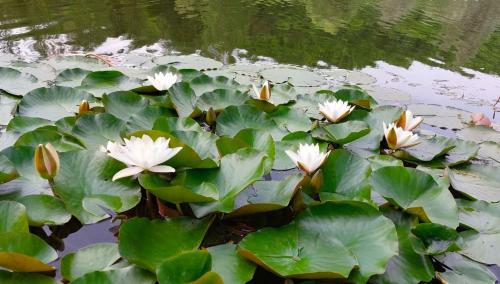 Billede fra billedgalleriet på VIVA LA VIDA Lake house i Smederevska Palanka