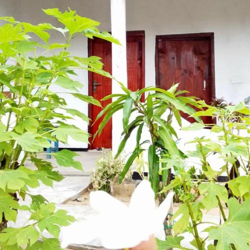 a white dove in front of a house with plants at Fr Resort in Arugam Bay