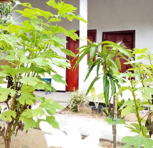 a group of green plants in front of a building at Fr Resort in Arugam Bay