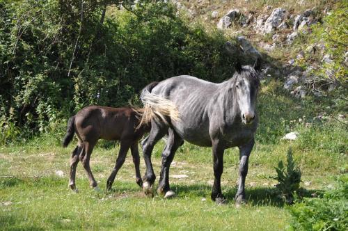 a horse and a baby horse standing in a field at Nelle Stanze Del Matese in Boiano