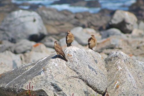 Zvířata v apartmánu nebo okolí