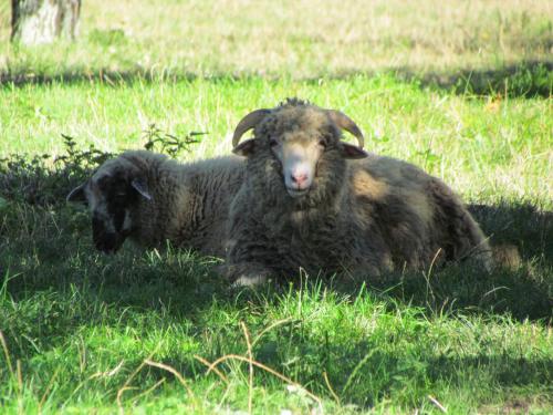 two sheep laying in the grass in a field at Ubytovanie V Súkromí Samuel in Myjava
