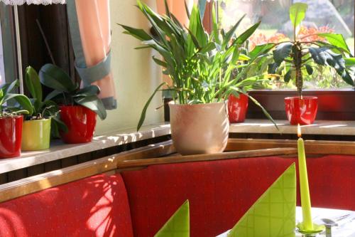 a table with potted plants on a window sill at Hotel Brockenstübchen in Schierke
