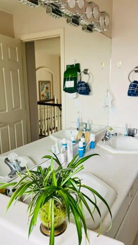 a bathroom with a sink and a plant on a counter at Warm house3 in Coquitlam