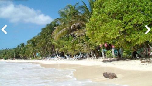 a beach with palm trees and a rock in the sand at Posada Gordon Antonio in San Andrés