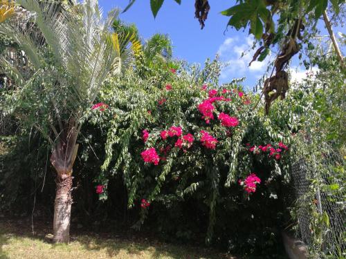 Villa Ticitron tesisinin dışında bir bahçe