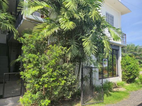 a tree in front of a house with a gate at Green Turtle Backpackers Guesthouse, Puerto Princesa in Puerto Princesa City
