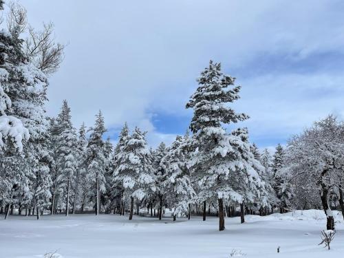 a group of trees covered in snow at Villa Naum in Voskopojë
