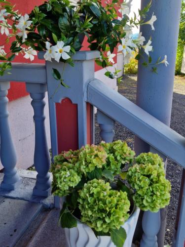 En have udenfor Pension Pale' Bach