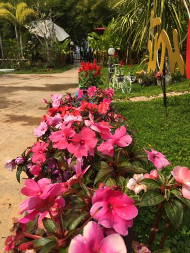 a bunch of pink flowers in a garden at Baan Rai Phufah Resort Chiangrai in Ban Pa Ruak