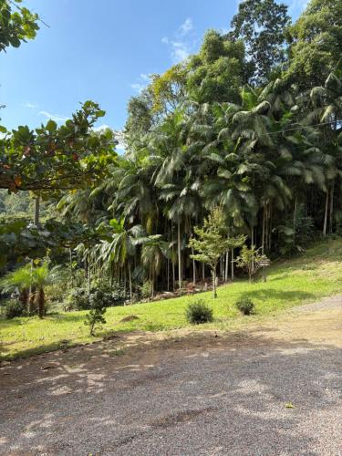 een groep palmbomen langs een weg bij Pousada Paraíso Central - Casinha in Rodeio