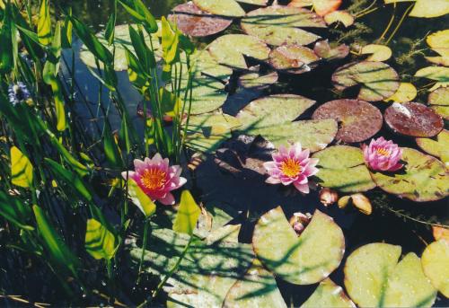 a group of pink water lilies in a pond at Ferienwohnungen am Hausberg in Reit im Winkl