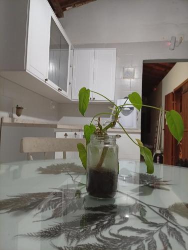 a plant in a mason jar on a kitchen counter at Casa Beija Flor in Itacaré