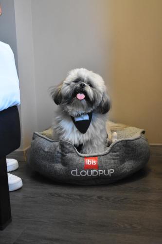 a small dog sitting in a dog bed at Ibis Torreon in Torreón