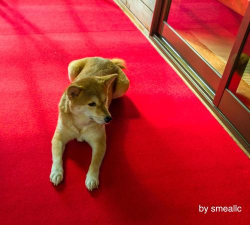 a small brown dog laying on the floor next to a window at Hiogiso in Shima