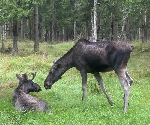 Afbeelding uit fotogalerij van Hus in Orkelljunga
