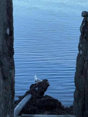ein Vogel, der auf einem Felsen in der Nähe des Wassers sitzt in der Unterkunft Ático Pequeño Paraíso Combarro in Combarro