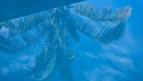 een palmboom in het water met blauw bij Ti kaz cheu nous in Saint-Louis