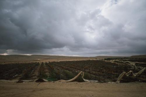 a view of a vineyard under a cloudy sky at כרם שיזף in Mitzpe Ramon