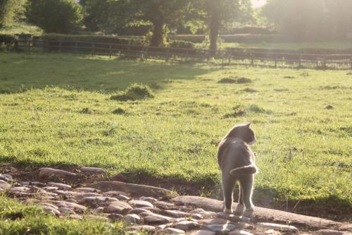 a cat standing on a rock in a field at The Jockey Room Hideaway in Spurstow