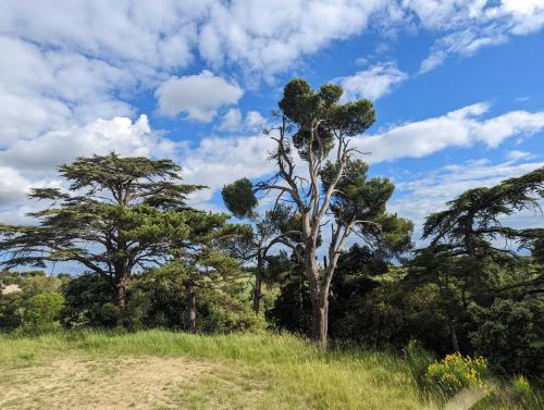 a tree in the middle of a grassy field at Maison boutet 9 in Fanjeaux