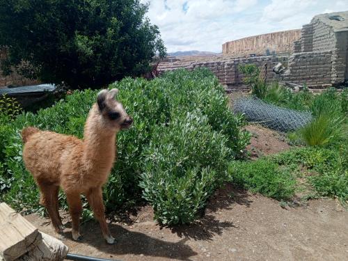 a llama standing next to a bush in a garden at Don QUITERIO in Abdón Castro Tolay