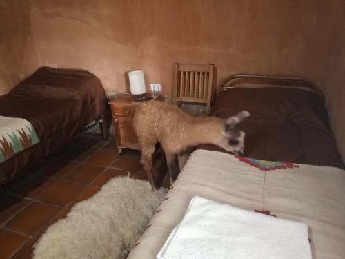 a goat standing in a room with two beds at Don QUITERIO in Abdón Castro Tolay