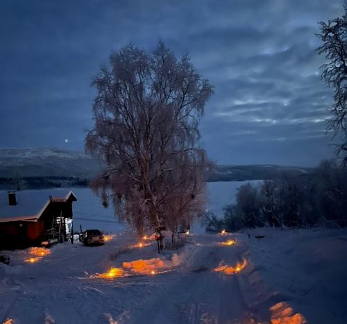 un albero su una strada innevata con luci nella neve di Villa Lakeside a Utsjoki