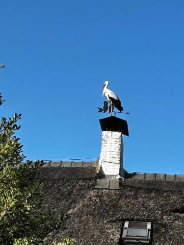een vogel op de top van een gebouw bij Uilehoeve aan de Waal in Zennewijnen