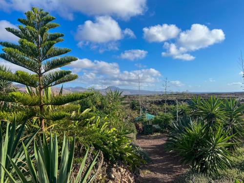 a garden with a palm tree and plants at The Secret Garden Lanzarote in Haría