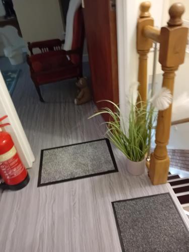 two mats on the floor of a hallway with a plant at Owls Roost in Stowmarket