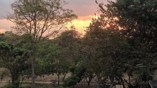 a group of trees with the sunset in the background at Wild Night Hostel Sigiriya in Sigiriya