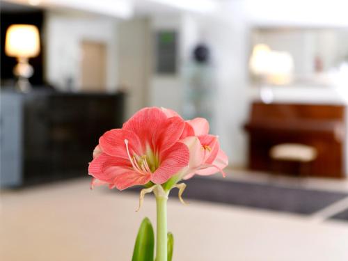 uma flor rosa sentada em cima de uma mesa em Cova da Iria Hotel em Fátima