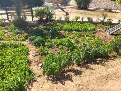 a garden with green plants in the dirt at Sunrise in Abu Simbel