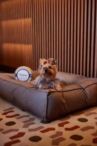 a small dog sitting on a brown couch with a clock at Grand Hotel Central, Small Luxury Hotels in Barcelona