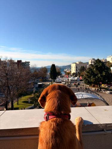 a dog sitting on a ledge looking out at a city at Urban Flat 2026 - At Central Square - Pet Friendly in Kavala