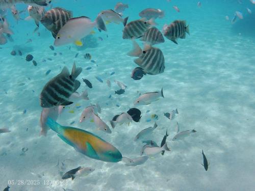 un gruppo di pesci che nuotano in acqua di Tropical Place a HUH