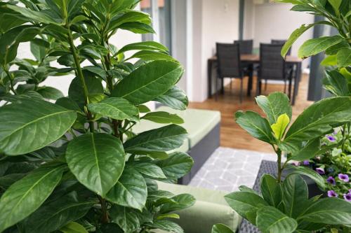 een woonkamer met groene planten en een bank bij DESIGN LODGE - AlpenLuxus Collection in Kramsach