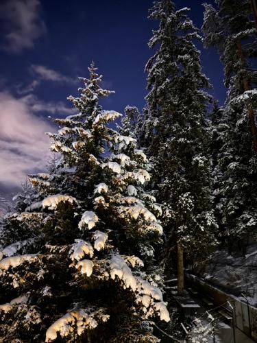 Hotel forest echo semasa musim sejuk