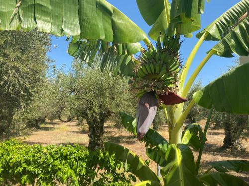 En have udenfor Black Pearl Apartment Lithakia Zakynthos