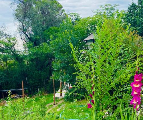 Een tuin van Icho's mud house