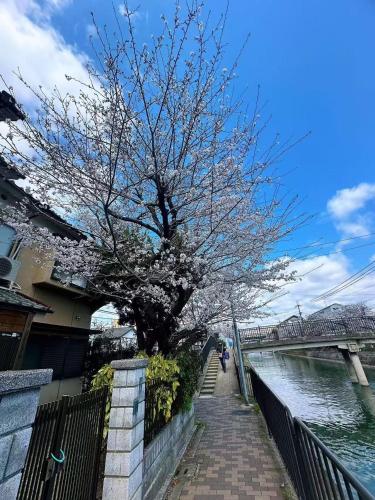 a tree with white flowers on it next to a river at Vivi House in Kyoto
