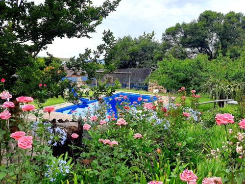 a garden with flowers and a swimming pool at Eingedi Retreat in Kommissiepoort