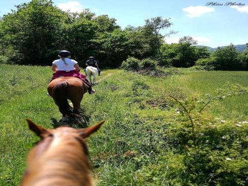 Dyr i feriehuset eller i nærheden